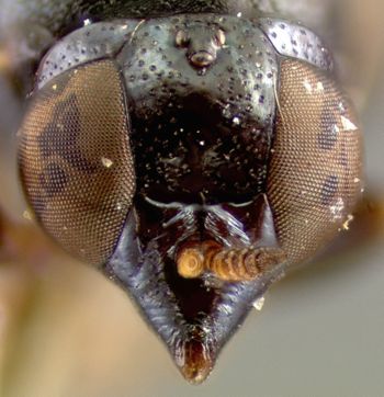 Media type: image;   Entomology 12591 Aspect: head frontal view